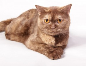 Шоколадно-красный черепаховый окрас  британских кошек        